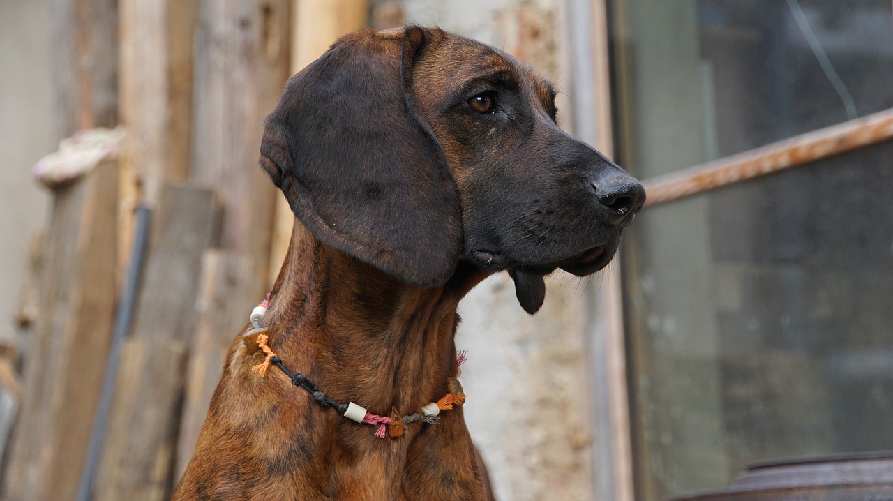 Understanding the Temperament of the Bloodhound